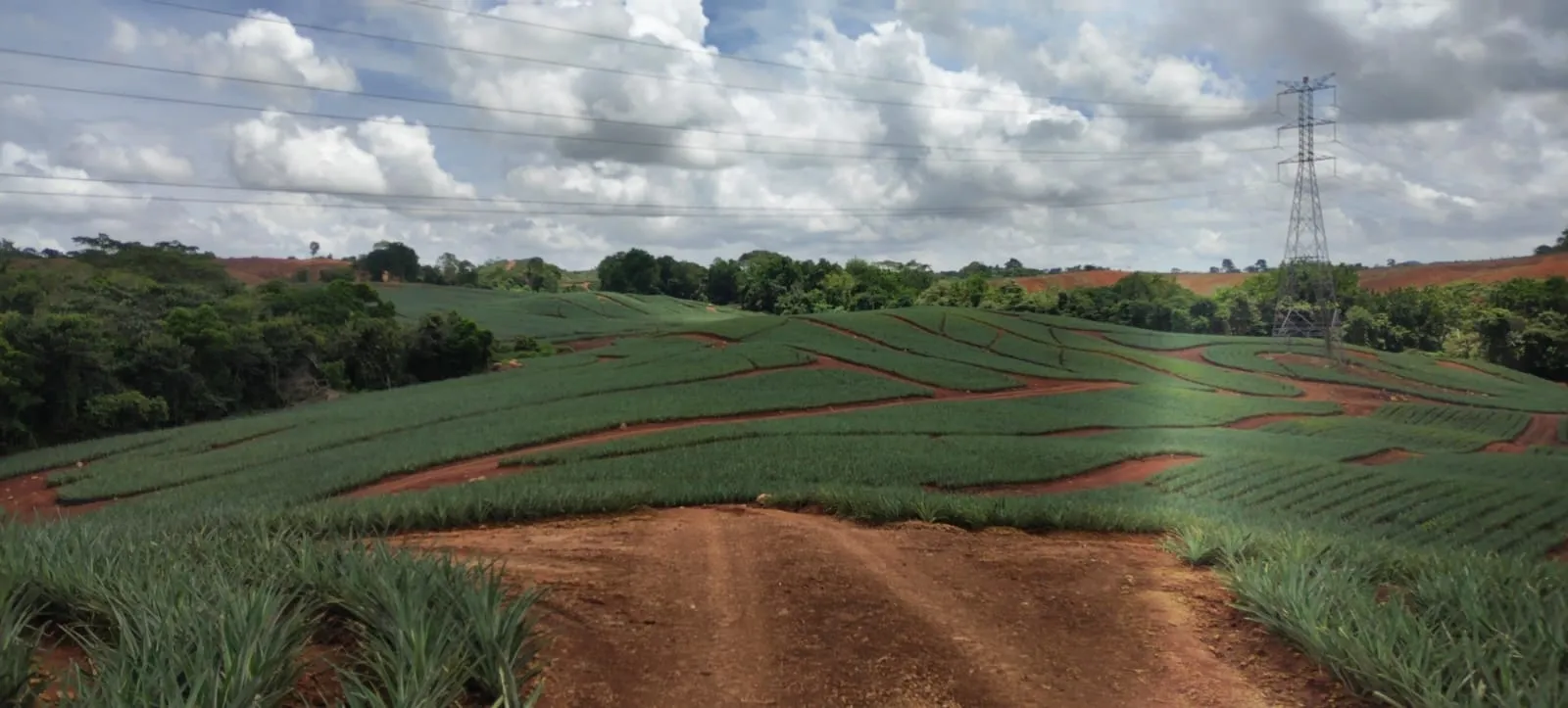 A wide landscape photograph of Davidorlah Farms' expansive, structured pineapple plantation rolling over green hills under a cloudy sky.