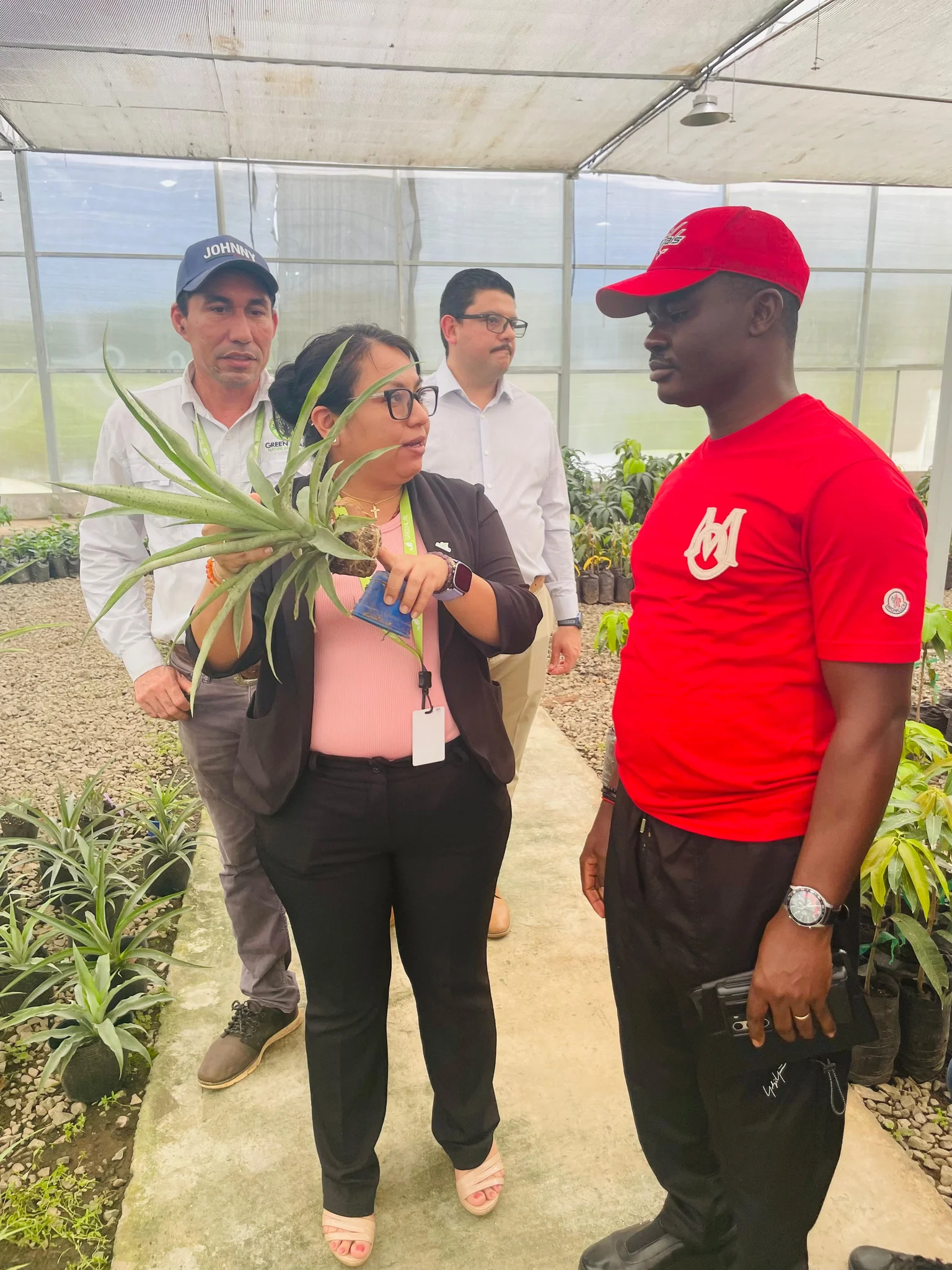 Dr. Alabi in a red t-shirt and cap listening intently to a female agricultural scientist explaining pineapple seedling cultivation in a greenhouse.